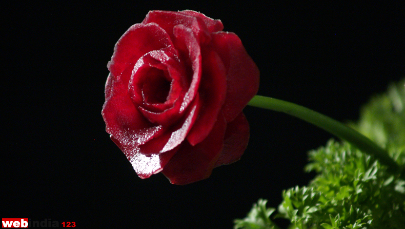 Beetroot Rose Flower